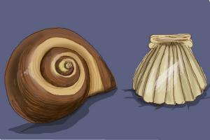 How to Draw a Seashell