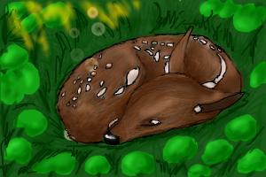 How to Draw a Sleeping Baby Deer