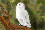 How to Draw a Snowy Owl