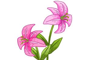 How to Draw a Stargazer Lily