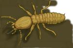 How to Draw a Termite