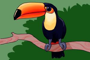 How to Draw a Toucan Step by Step