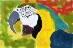 How to Draw a Tropical Parrot