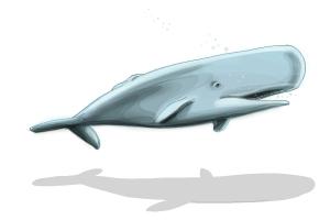 How to Draw a Whale