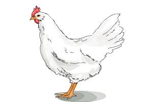 How to Draw a White Leghorn Chicken