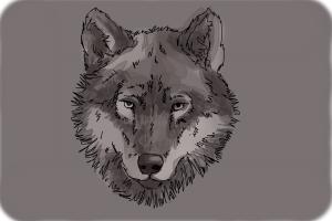 How to Draw a Wolf Face