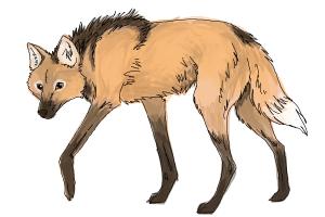 How to Draw a Wolf - Maned Wolf