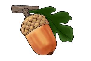 How to Draw an Acorn
