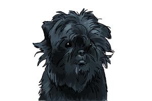 How to Draw an Affenpinscher