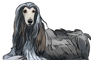 How to Draw an Afghan Hound