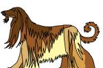 How to Draw an Afghan Hound