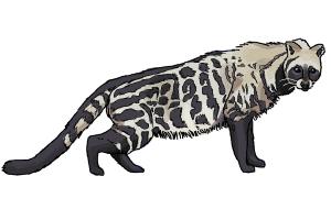 How to Draw an African Civet