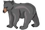 How to Draw an American Black Bear