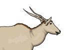 How to Draw an Eland