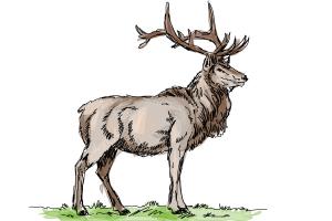 How to Draw an Elk