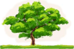 How to Draw an Oak Tree