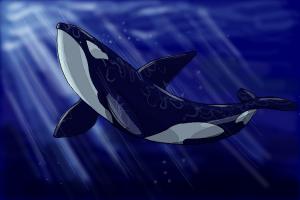 How to Draw an Orca