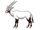 How to Draw an Oryx
