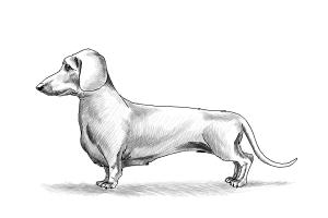 How to Draw Dachshund Step by Step