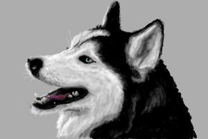 How to Draw Husky'S Head