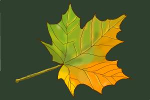 How to Draw Leaves