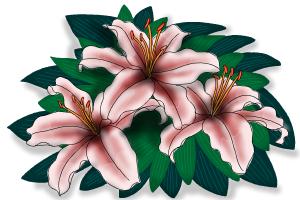 How to Draw Lillies