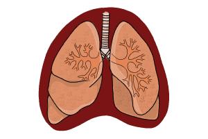 How to Draw Lungs