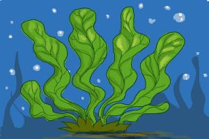How to Draw Seaweed