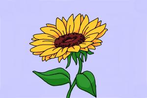 How to Draw Sunflowers