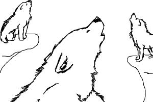How to Draw Wolves Howling