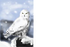 Snowy Owl