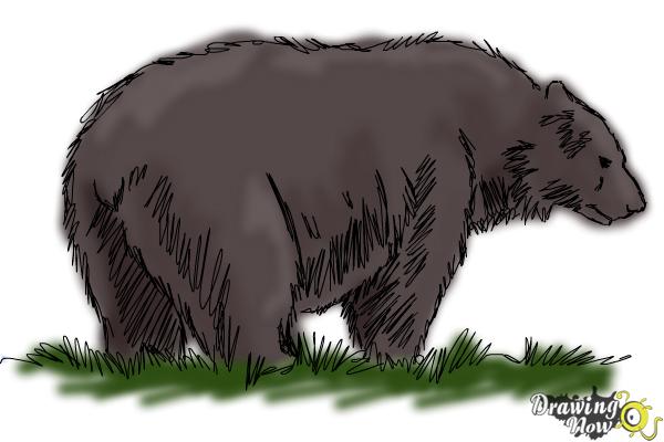 How to Draw a Black Bear - DrawingNow