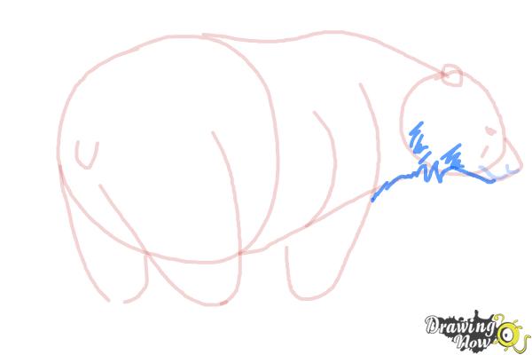 How to Draw a Black Bear - DrawingNow