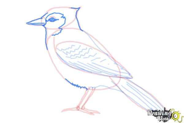 How to Draw a Blue Jay - Step 10