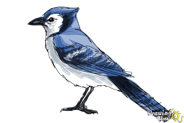 How To Draw A Blue Jay Drawingnow