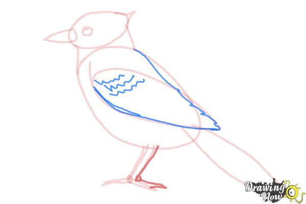 How to Draw a Blue Jay - Step 7