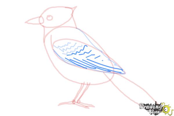 How to Draw a Blue Jay - Step 8