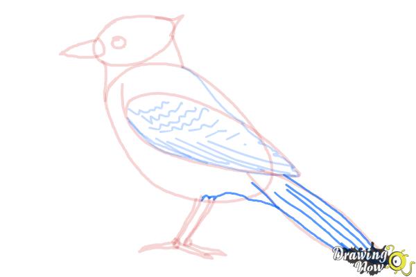 How to Draw a Blue Jay - Step 9