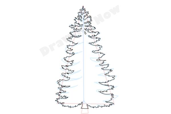 How to Draw a Pine Tree - DrawingNow