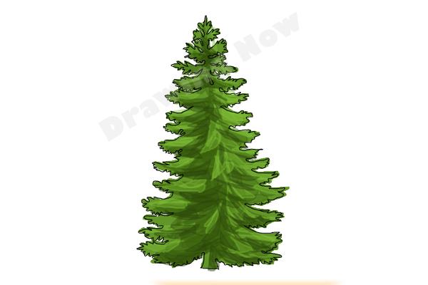 How to Draw a Spruce Tree - Really Easy Drawing Tutorial