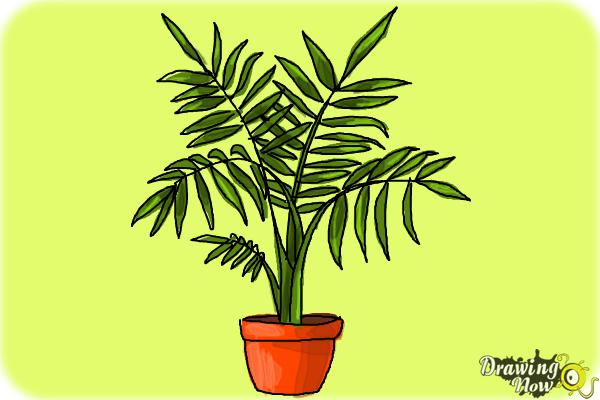 How to Draw Plants - Step 11