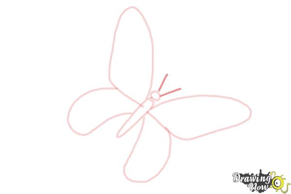 How to Draw a Skull Butterfly - Step 6
