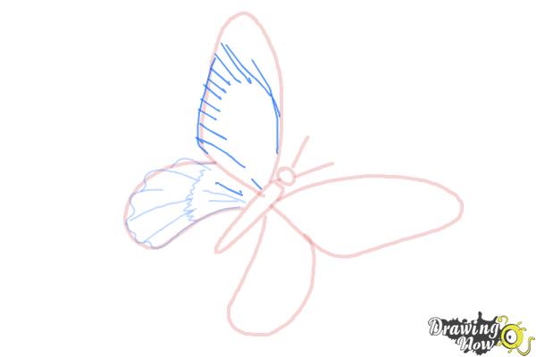 How to Draw a Skull Butterfly - Step 9
