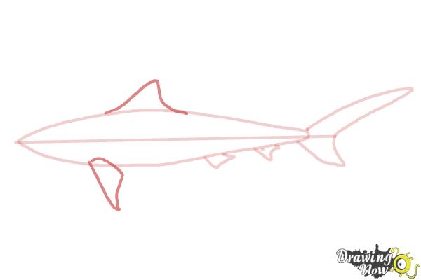 How to Draw a Tiger Shark - Step 5