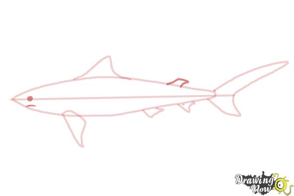 How to Draw a Tiger Shark - Step 6