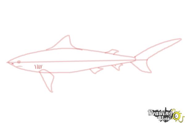 How to Draw a Tiger Shark - Step 7