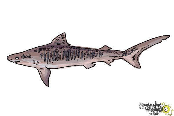 Tiger Shark Original Drawing by JustTeeJay