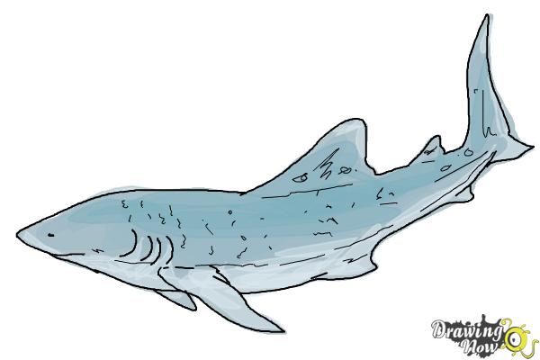 How to Draw a Whale Shark - Step 10