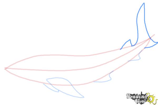 How to Draw a Whale Shark - Step 5
