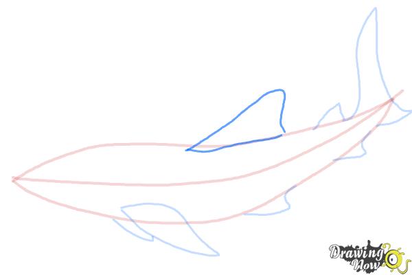 How to Draw a Whale Shark - Step 6